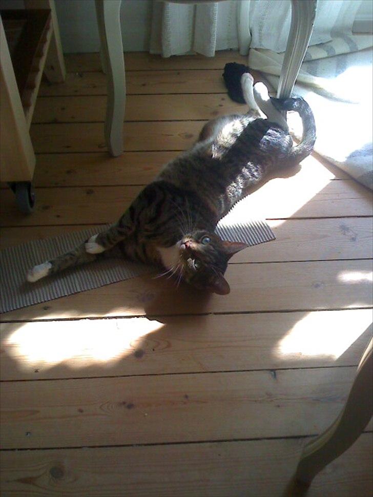 Huskat Dory - Musse elsker at ligge i solen og rulle rundt! billede 9