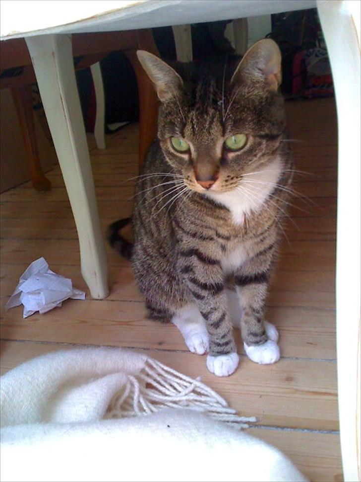 Huskat Dory billede 10