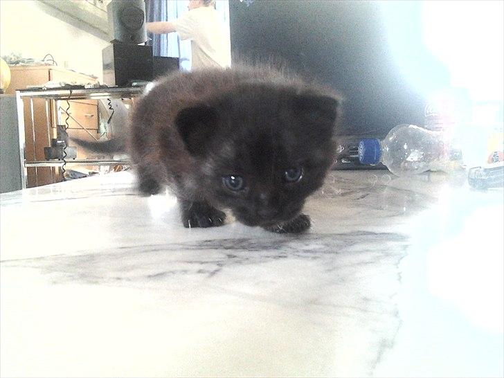 Blanding af racer Tøsen - 20. maj 2011 - Vi kravler rundt på bordet :) billede 1