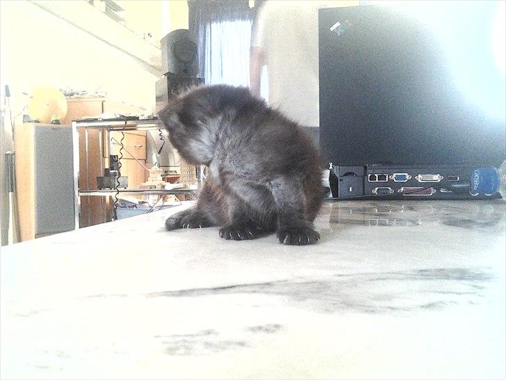 Blanding af racer Tøsen billede 3