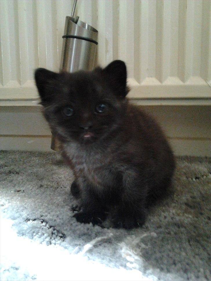 Blanding af racer Tøsen billede 5