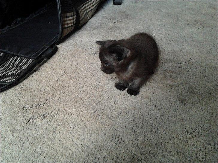 Blanding af racer Tøsen billede 6