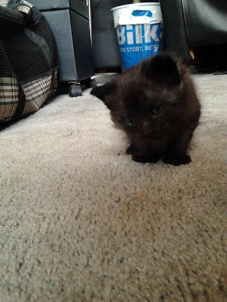 Blanding af racer Tøsen billede 7