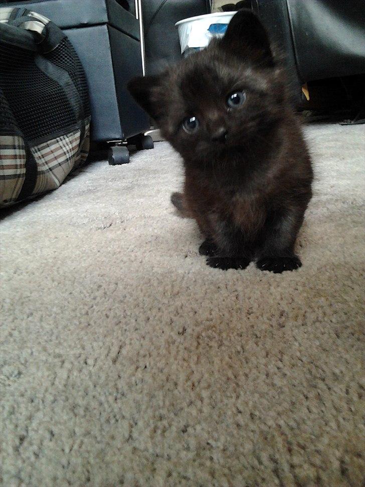 Blanding af racer Tøsen billede 8