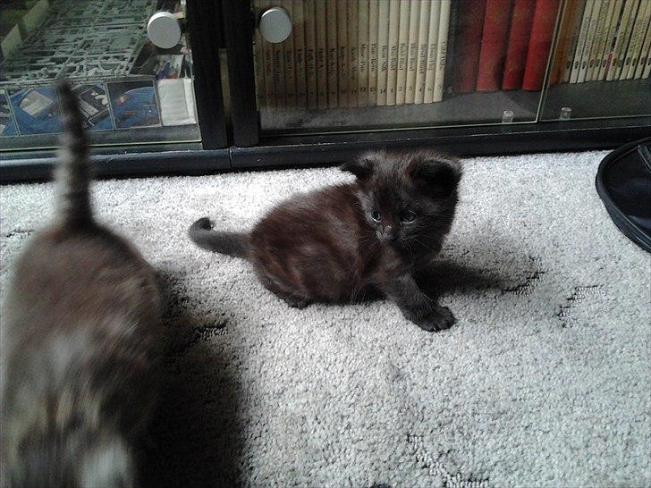 Blanding af racer Tøsen billede 9