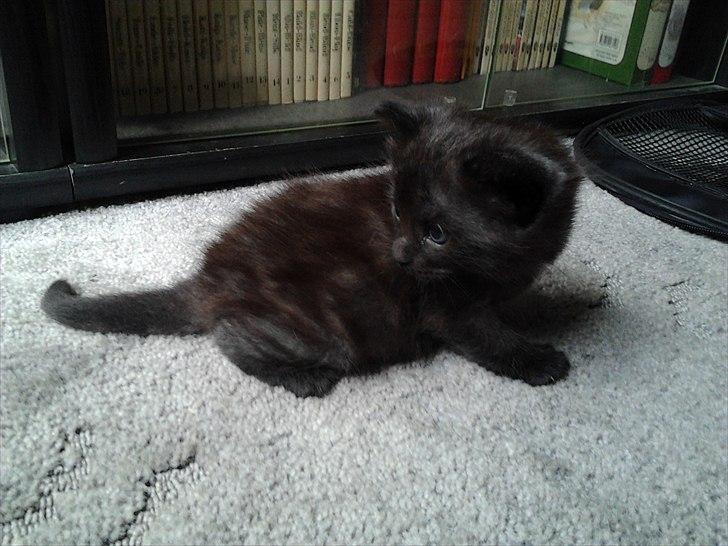 Blanding af racer Tøsen billede 10