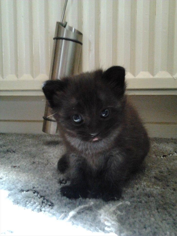 Blanding af racer Tøsen billede 11