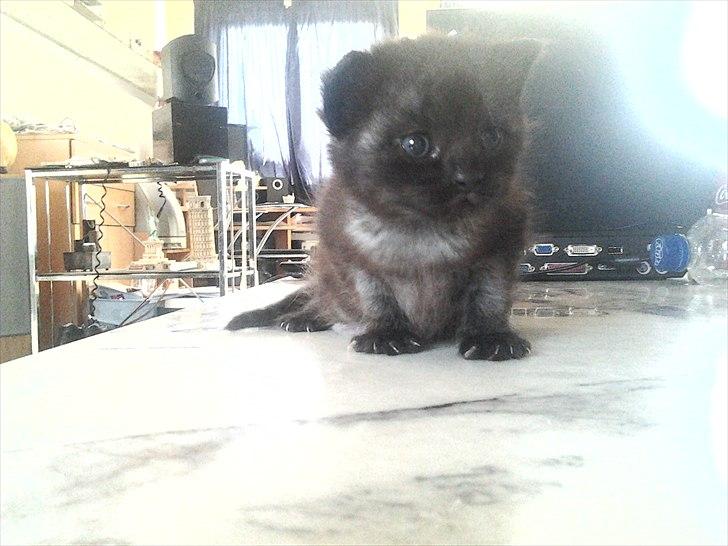 Blanding af racer Tøsen billede 2