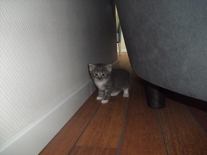 Huskat Lille mis billede 1