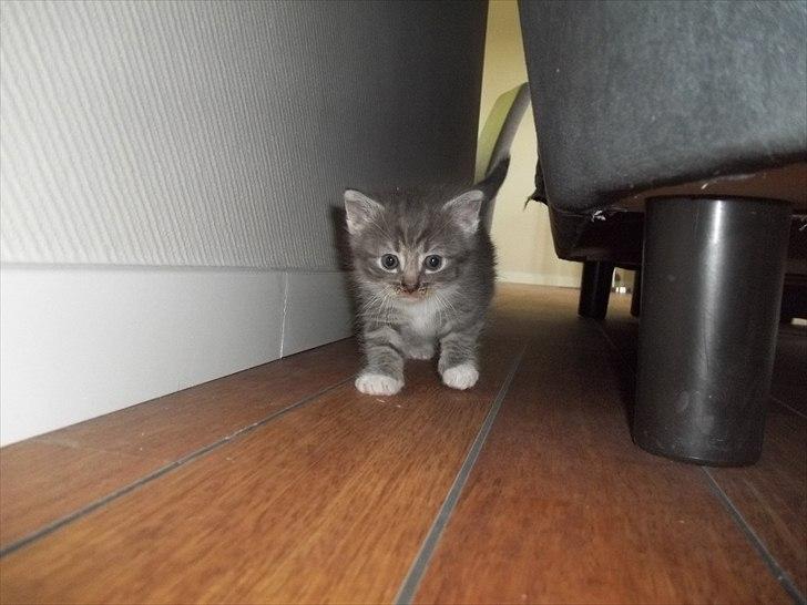 Huskat Lille mis billede 2