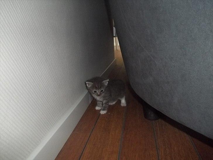 Huskat Lille mis billede 3