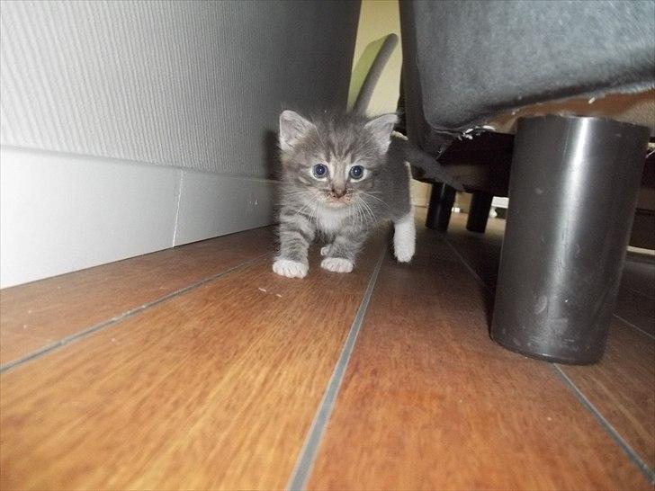 Huskat Lille mis billede 4