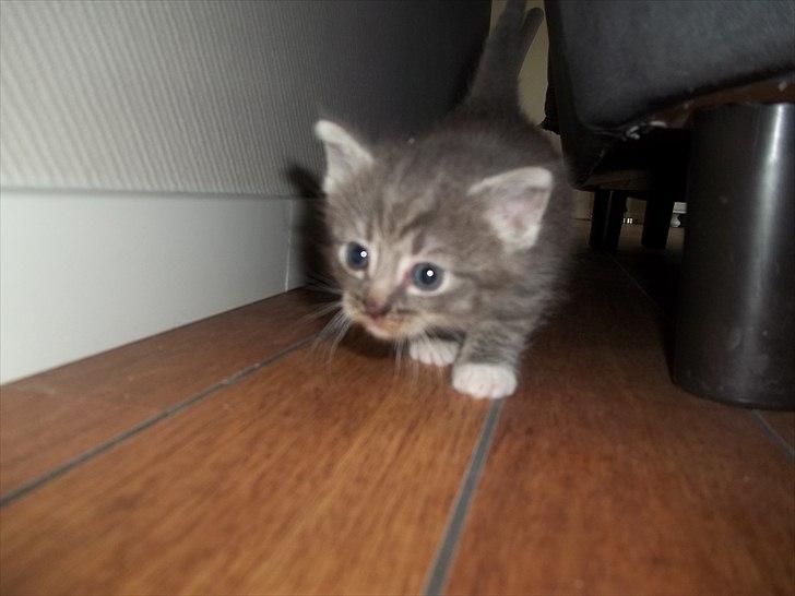 Huskat Lille mis billede 5