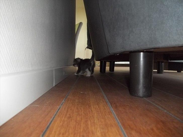 Huskat Lille mis billede 7