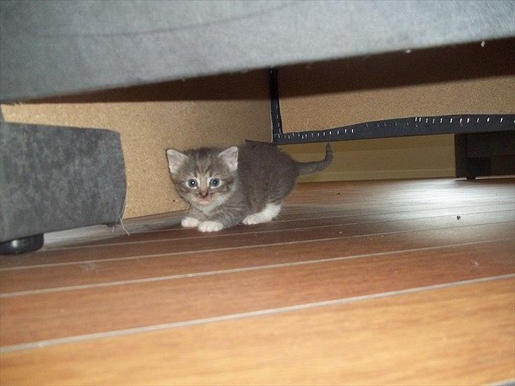 Huskat Lille mis billede 8