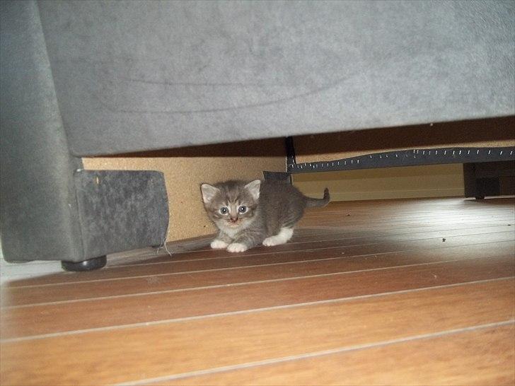 Huskat Lille mis billede 9