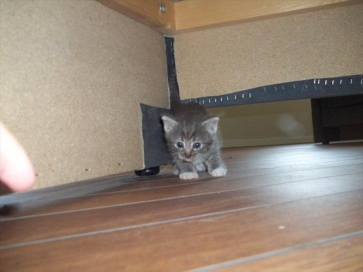 Huskat Lille mis billede 10