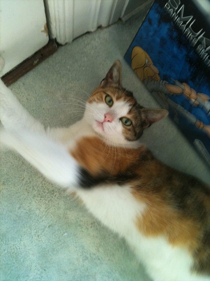 Huskat Bumle - Bumle der rigtig gerne vil ud og lege i det gode vejr:) billede 12