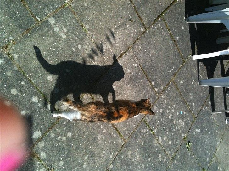 Huskat Bumle - Bumle og mig der er ude i haven og hygge..  billede 13