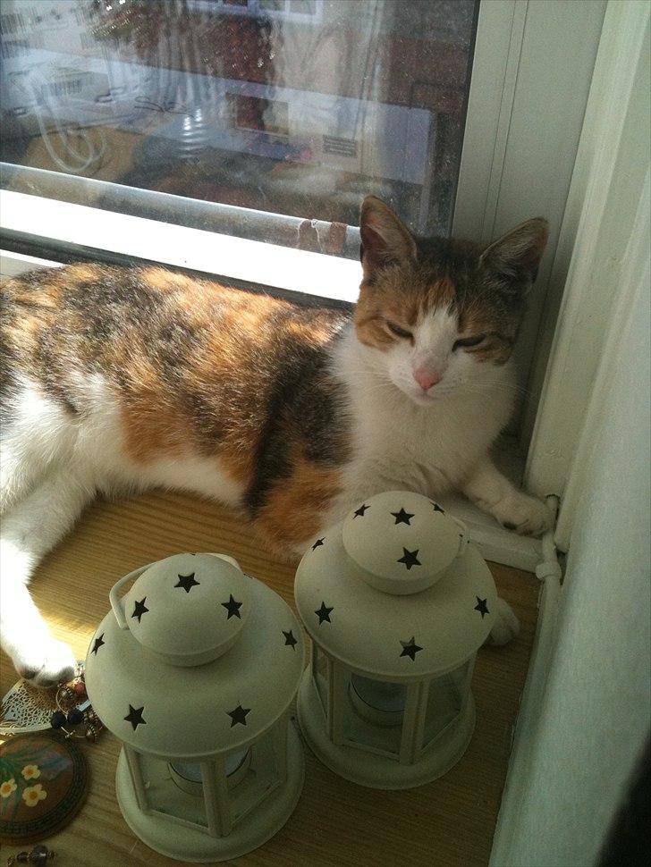 Huskat Bumle - Bumle der ligger og slapper af i solen billede 14