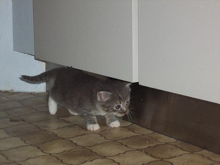 Huskat Lille mis billede 11