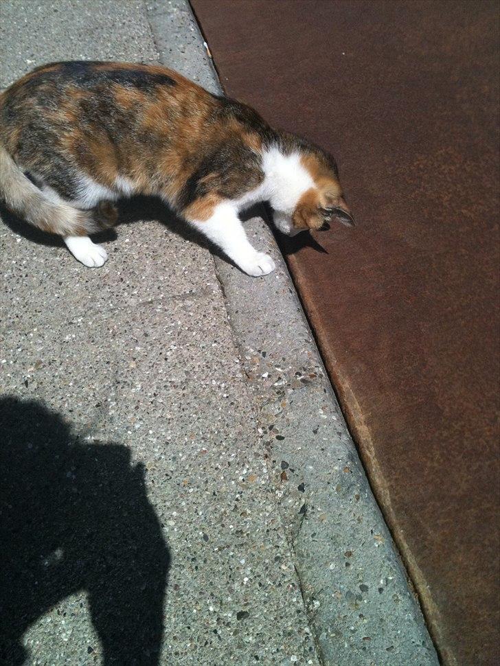 Huskat Bumle - Misse er dybt fascineret af den jernplade, tror det er fordi der er et hul under pladen, og nu forstår hun ikke hvor det er blevet af:) billede 15