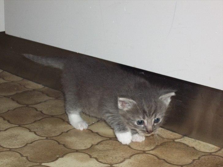 Huskat Lille mis billede 12