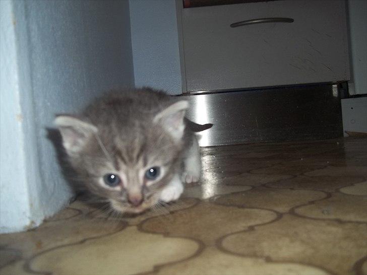 Huskat Lille mis billede 13