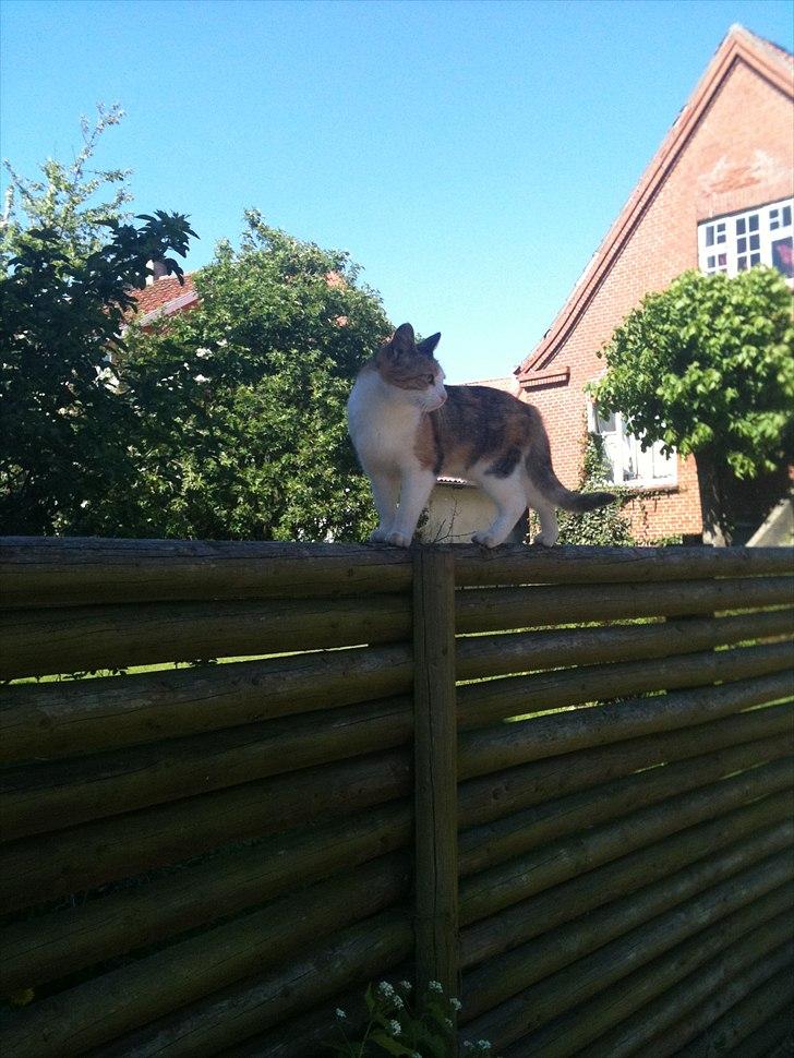 Huskat Bumle - Der var en go udsigt:) billede 16