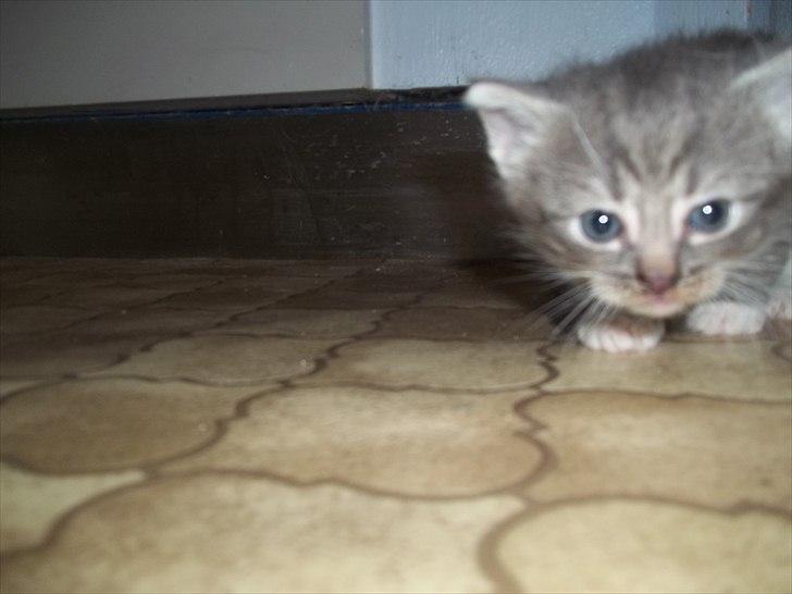 Huskat Lille mis billede 14