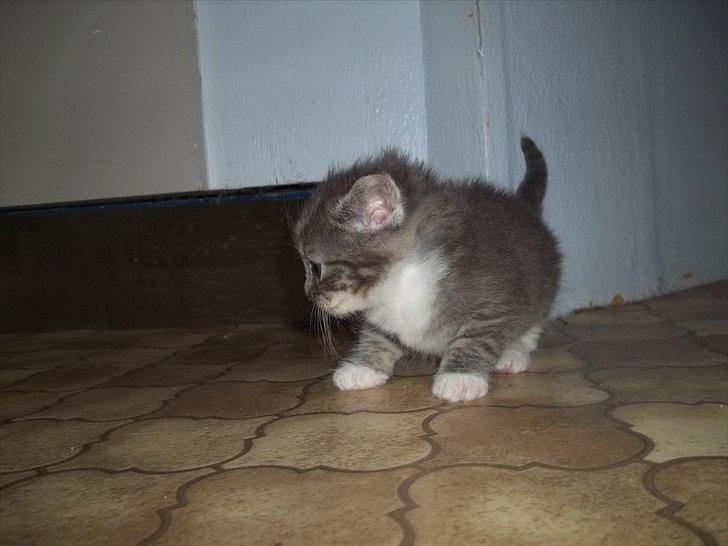 Huskat Lille mis billede 15