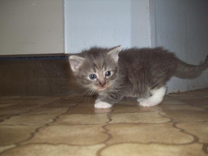 Huskat Lille mis billede 16