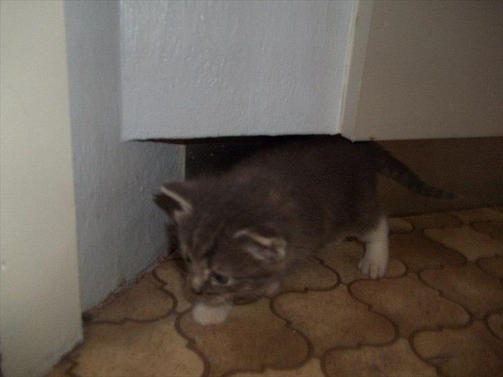 Huskat Lille mis billede 17