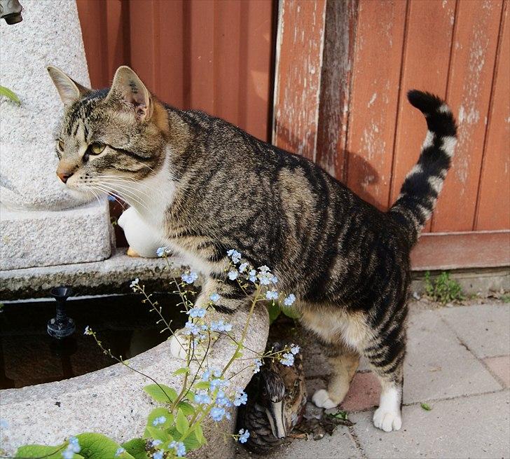 Blanding af racer Mack billede 20