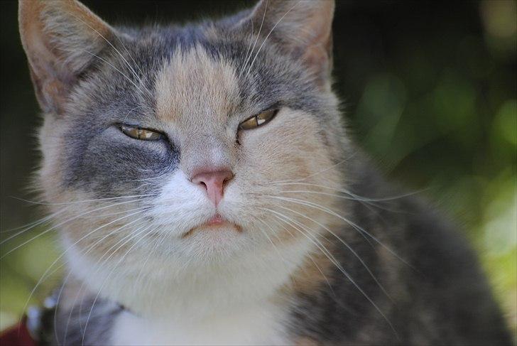 Huskat Daizy - Hmmm... billede 20