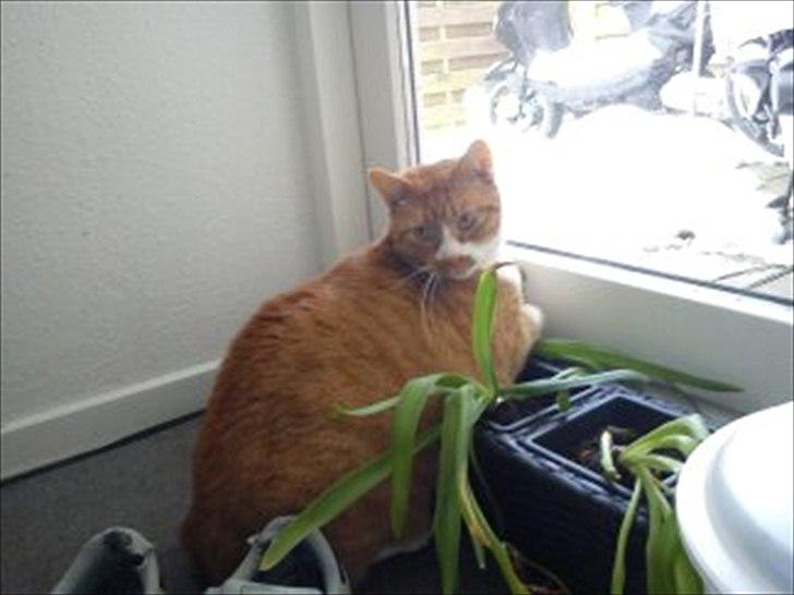 Huskat Garfield R.I.P <3 - Det er nu godt at mor har stilt sådan en ting her, så jeg lige kan ligge og kigge ud af terrassedøren uden det er for anstrengen.. billede 18