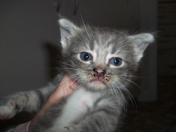 Huskat Lille mis billede 18