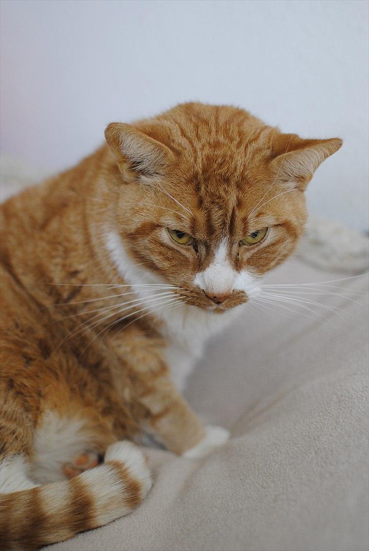 Huskat Garfield R.I.P <3 - Lad mig nu bare være..  billede 20