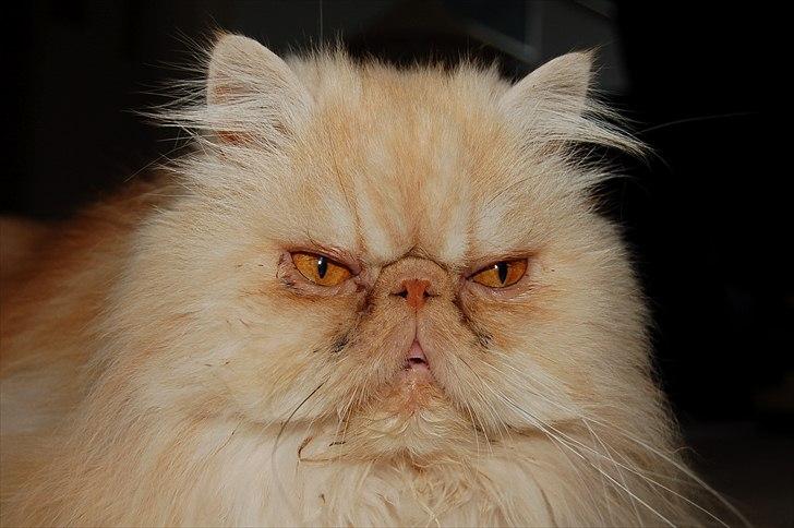 Perser Louie billede 11