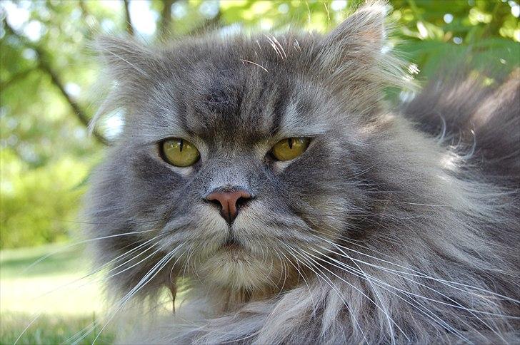 Blanding af racer Bittenøv billede 7