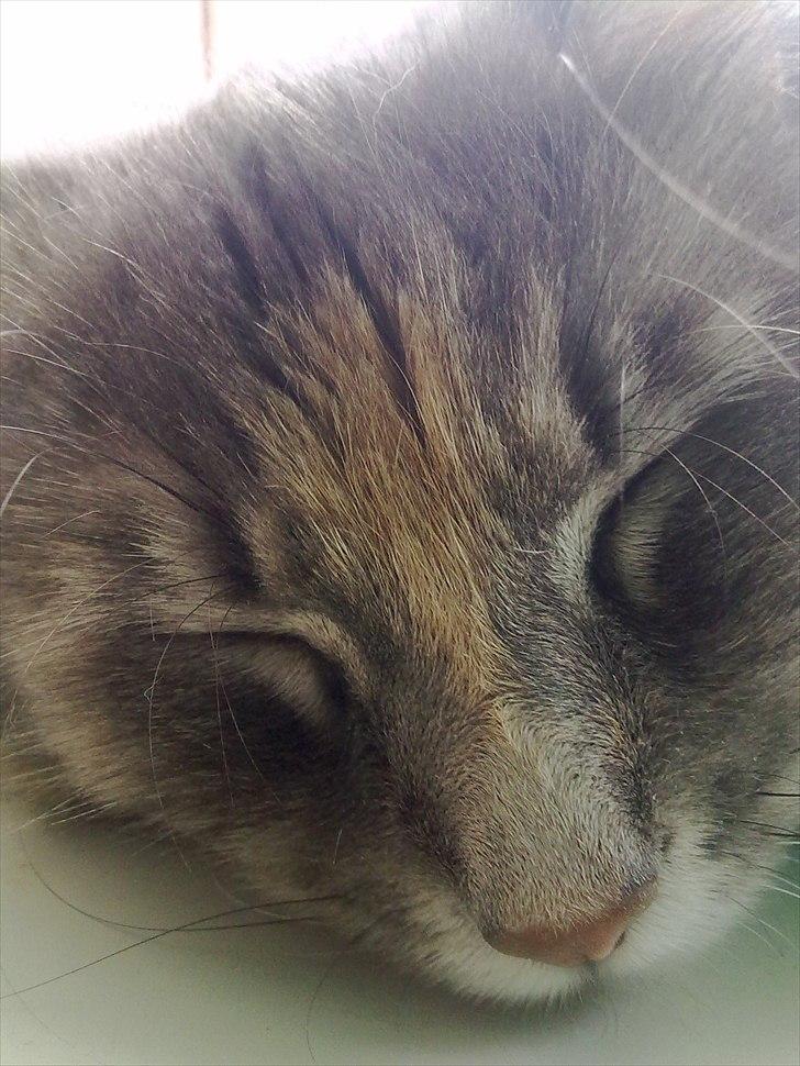 Blanding af racer Bailey billede 2