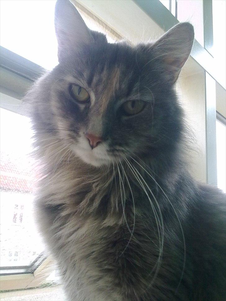 Blanding af racer Bailey billede 6