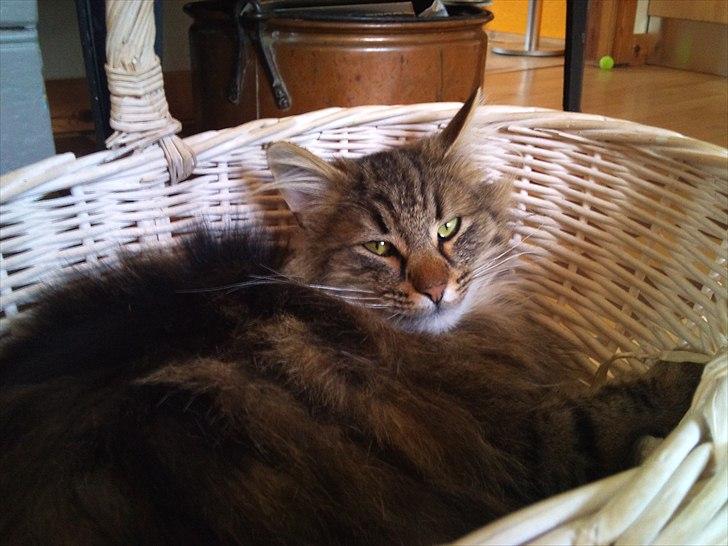 Norsk Skovkat Hippentossen´s Rind* <3 SAVNET!! billede 17