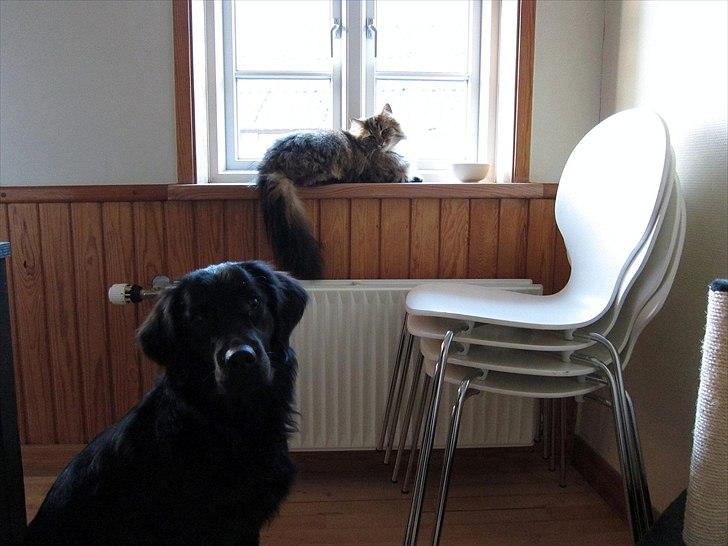 Norsk Skovkat Hippentossen´s Rind* <3 SAVNET!! - April 2011 billede 18