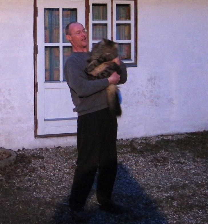 Norsk Skovkat Hippentossen´s Rind* <3 SAVNET!! billede 19