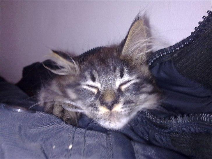 Maine Coon Magni billede 1