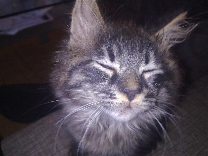 Maine Coon Magni billede 3