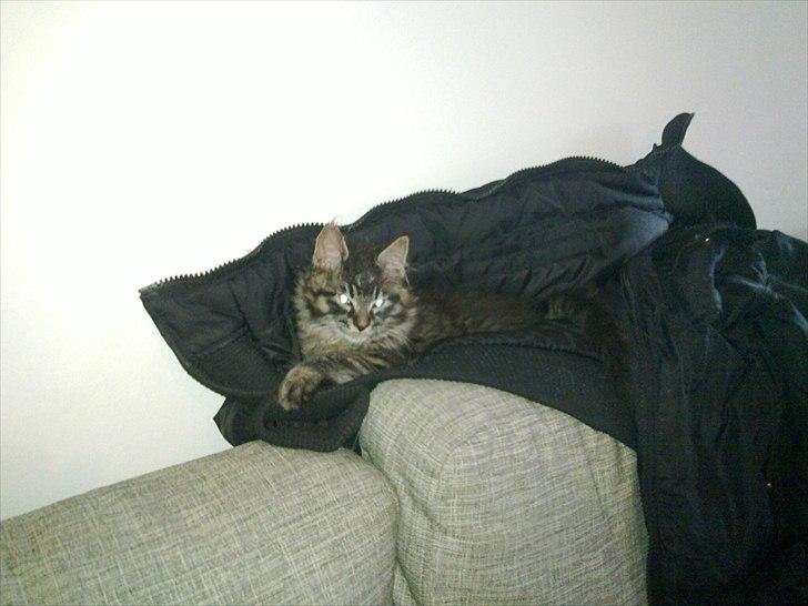 Maine Coon Magni billede 4