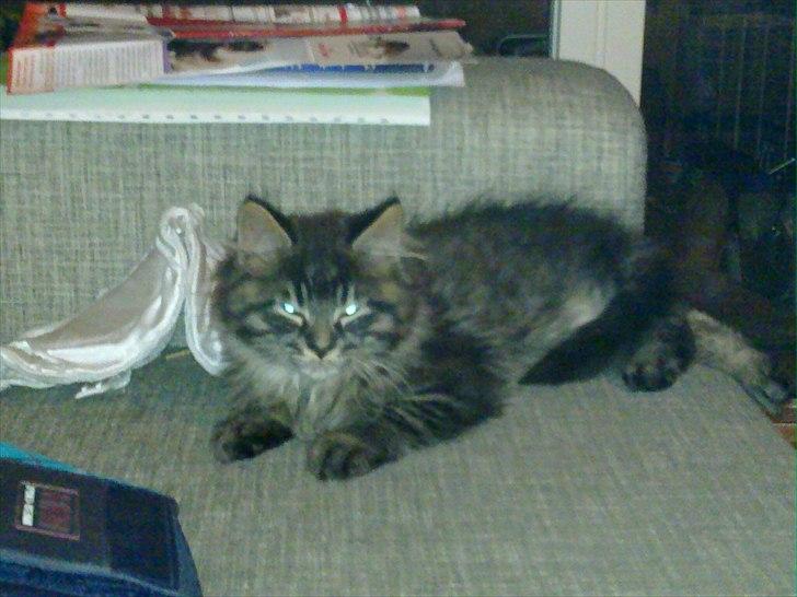 Maine Coon Magni billede 5