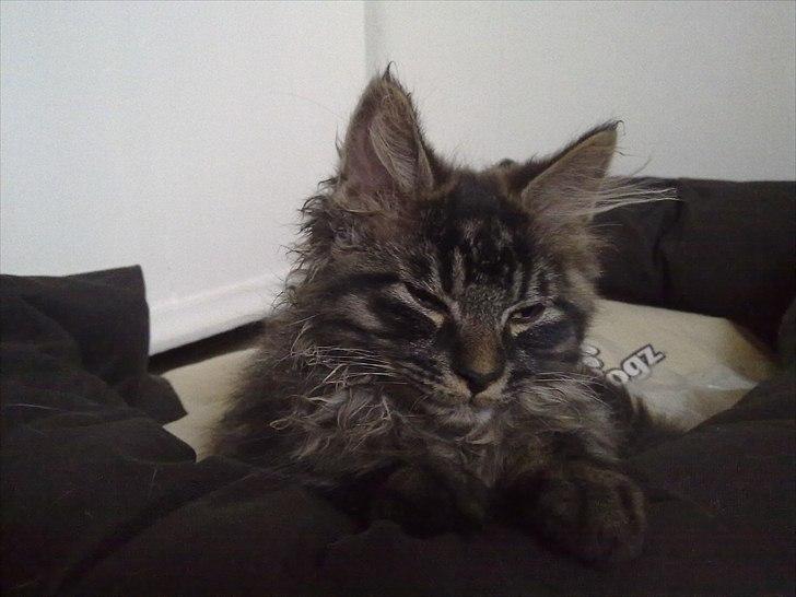 Maine Coon Magni billede 6